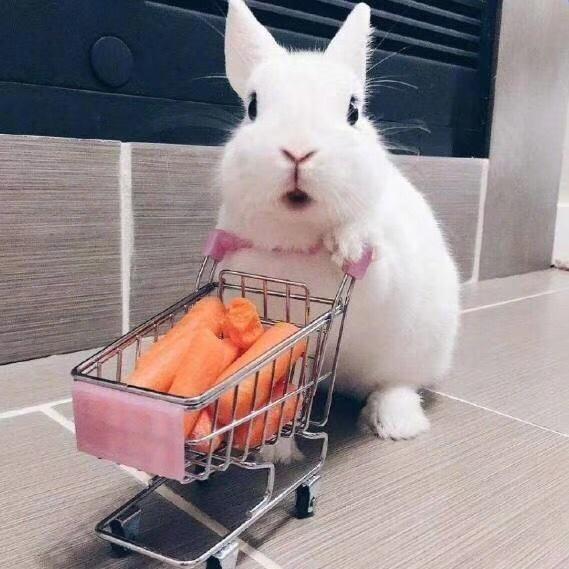爱绿吃吃