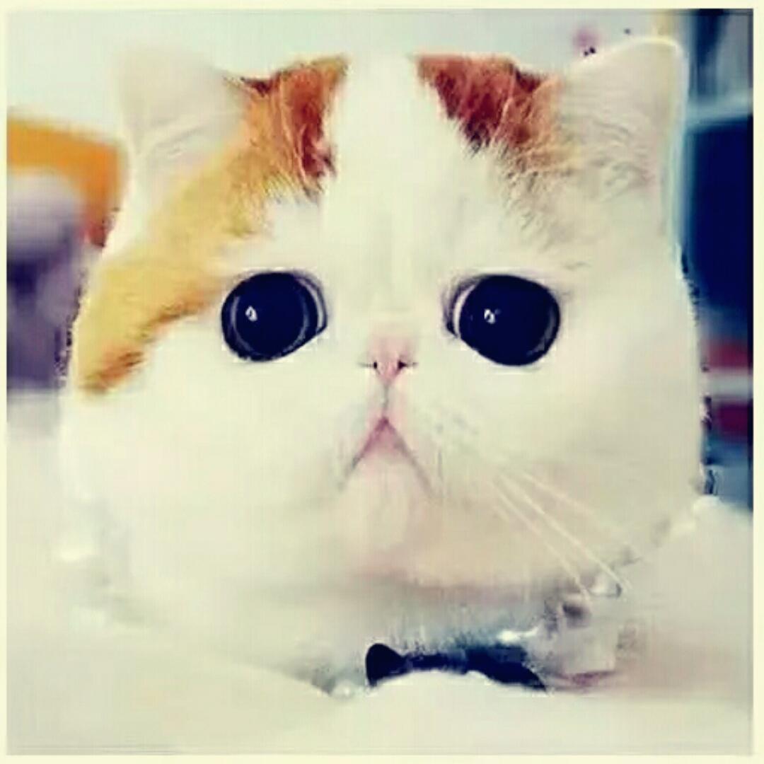 我只是虚胖而已