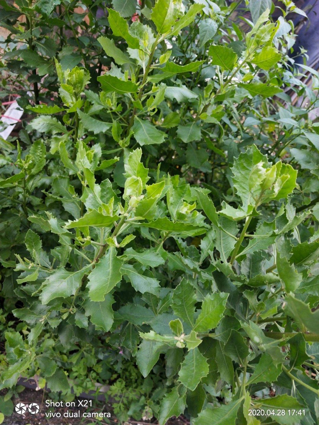柔韧爽口弹牙的栾樨饼