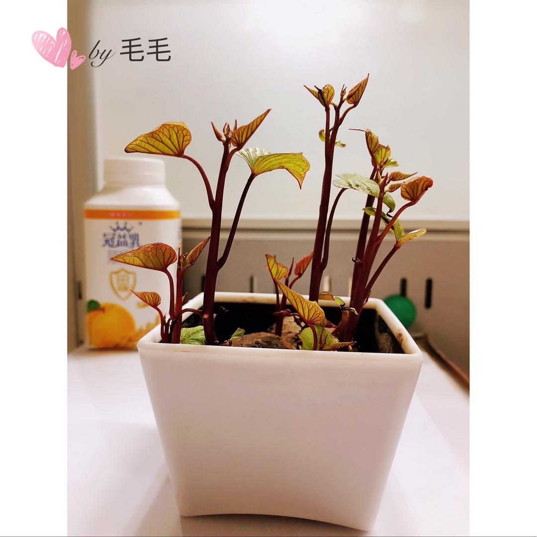 地瓜苗二吃｜美食台