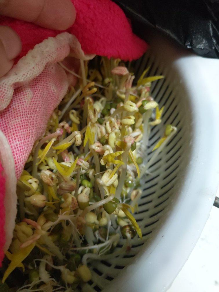 沥水篮发豆芽