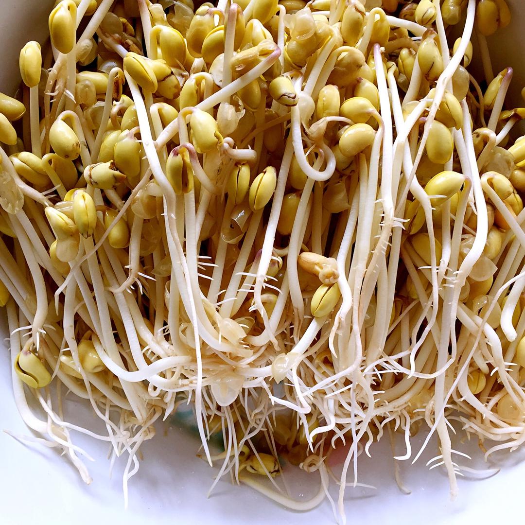 山间清泉做的自发豆芽可乐瓶发豆芽0失败