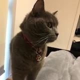 瘦肉精Sandra