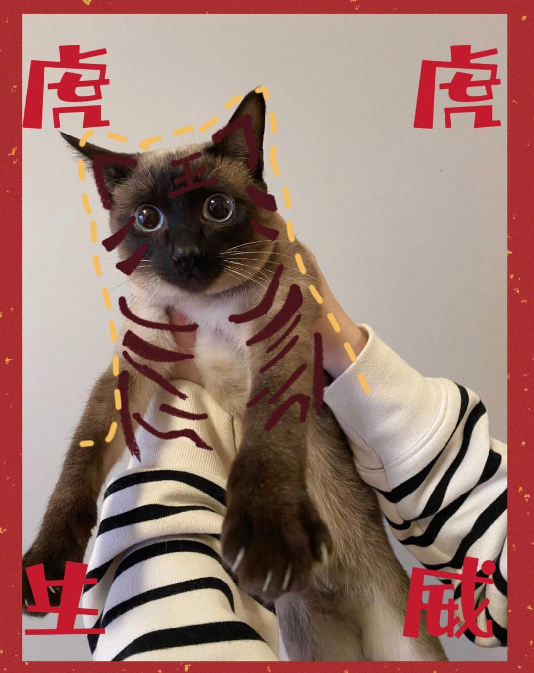 鹊崽崽