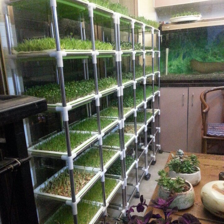 芽苗菜自留地