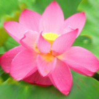 九月莉