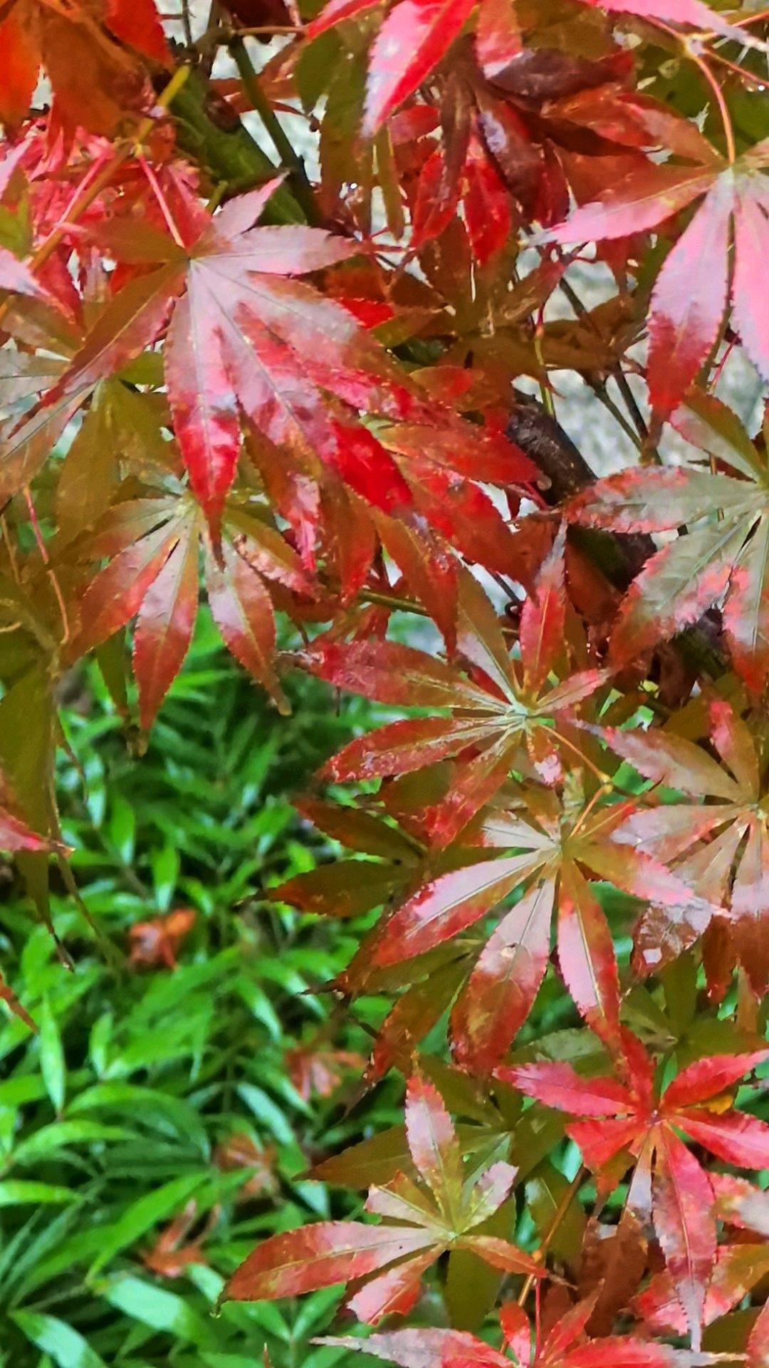 圣诞节🎅🏻🎄雪人糖葫芦