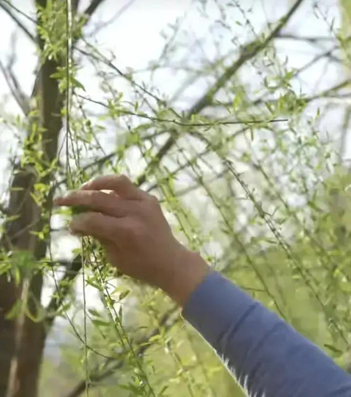 木力芽(野菜）包子