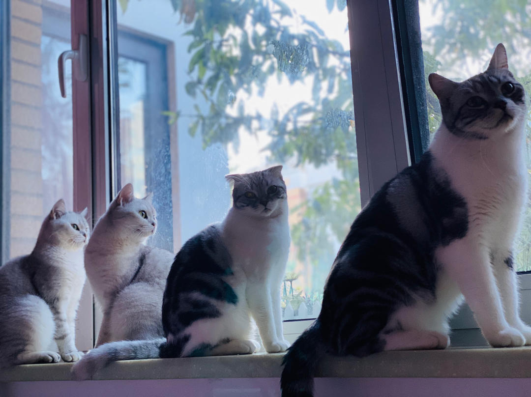 贤妻良母有四只猫