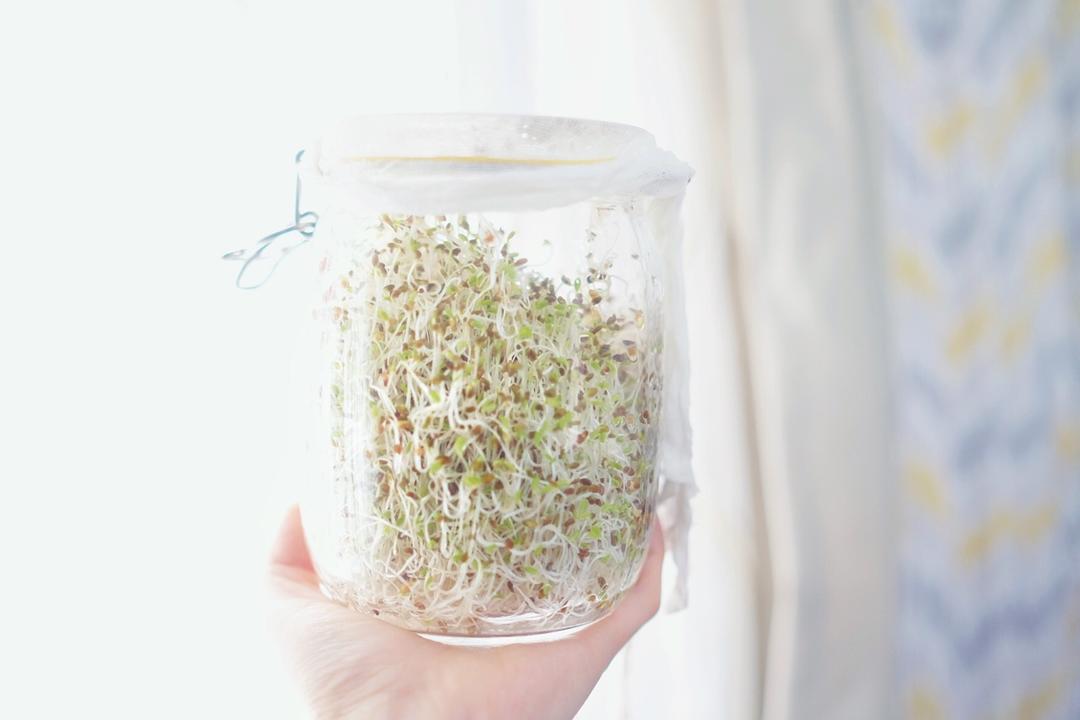 苜蓿芽养成