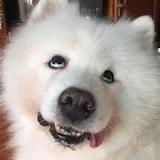 丸子汪