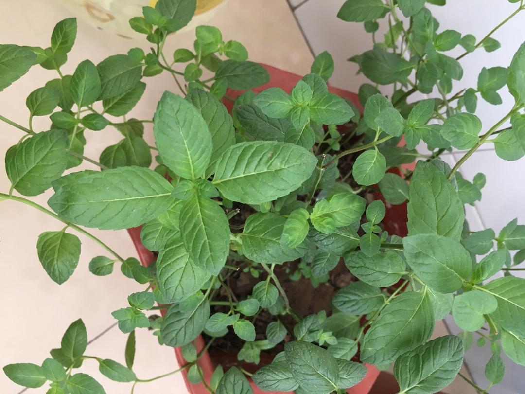 薄荷种植手册，如何把你的薄荷养到爆盆