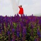 烟花易冷张