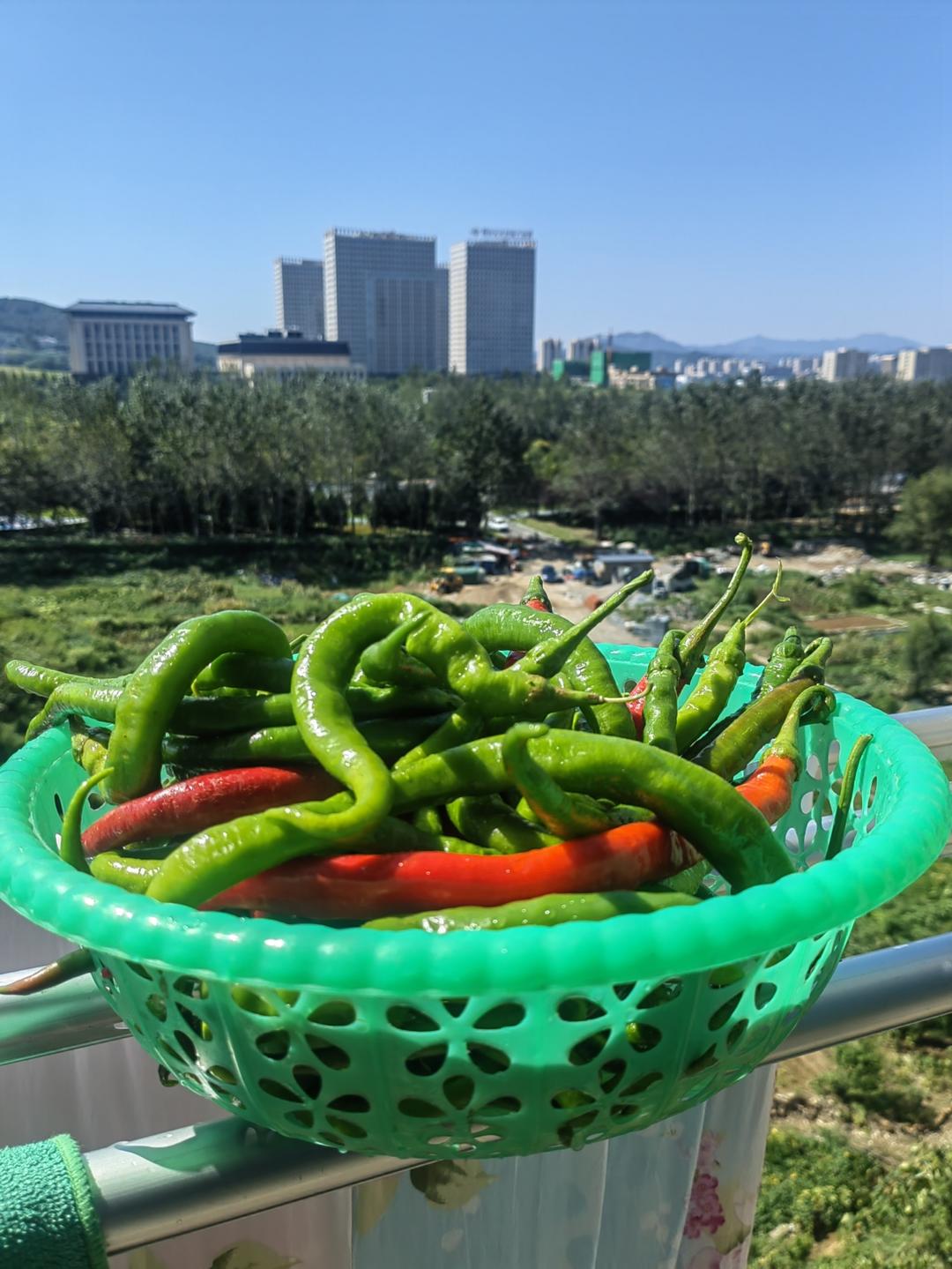 能让你多吃一碗饭的开胃小咸菜～腌辣椒（尖椒）圈
