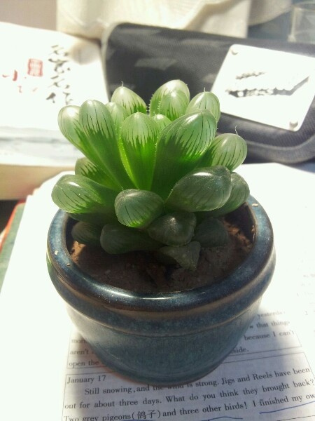 厨房、餐桌、阳台上的鲜花