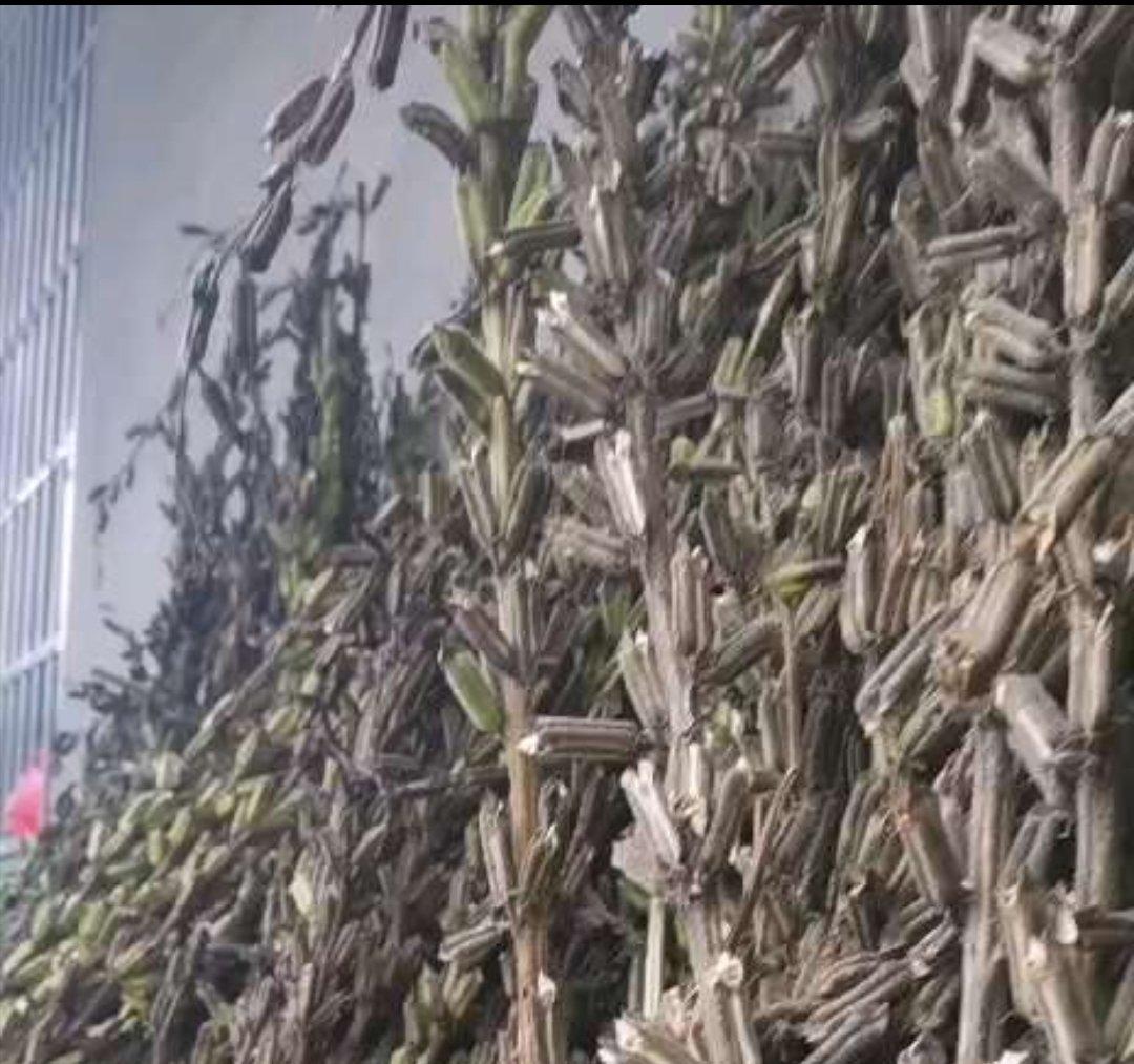 🕊️没有破壁机也能做香浓顺滑的🌷“纯芝麻酱”🥑（榨汁机版）