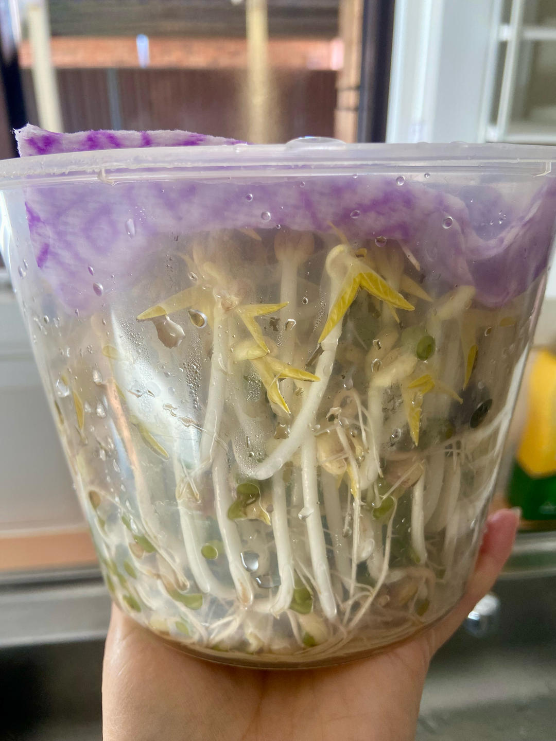 自发绿豆芽