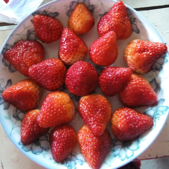 今冬第一颗草莓