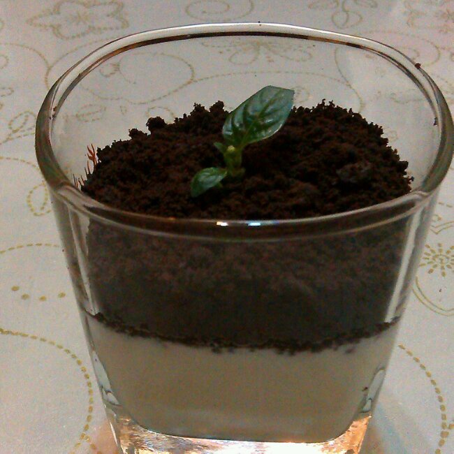 酸奶盆栽/继续延续小清新风/治愈系甜品