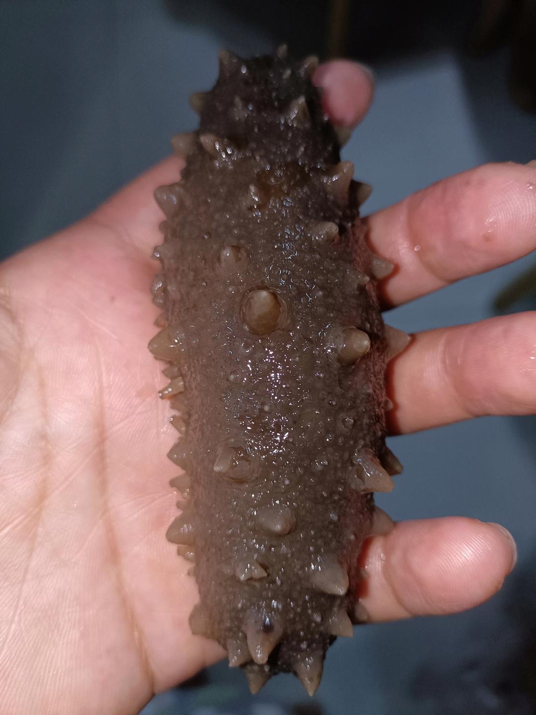 泡发海参的方法