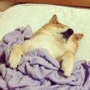 想不出名字了233