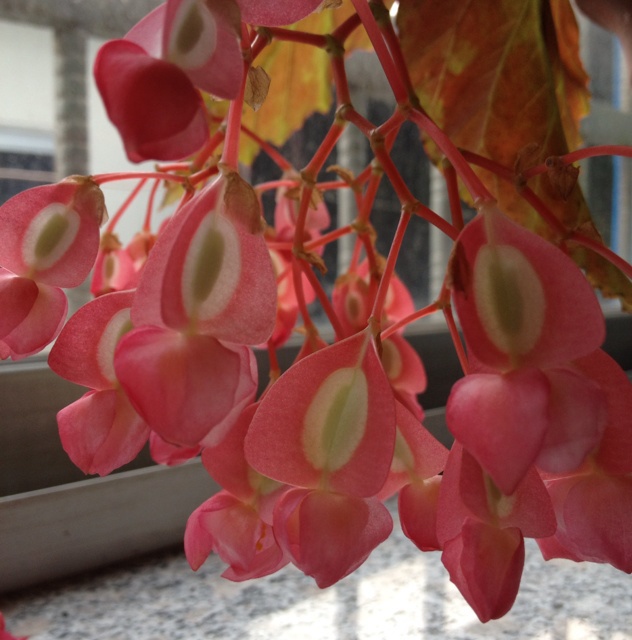 鲜花开在餐桌旁