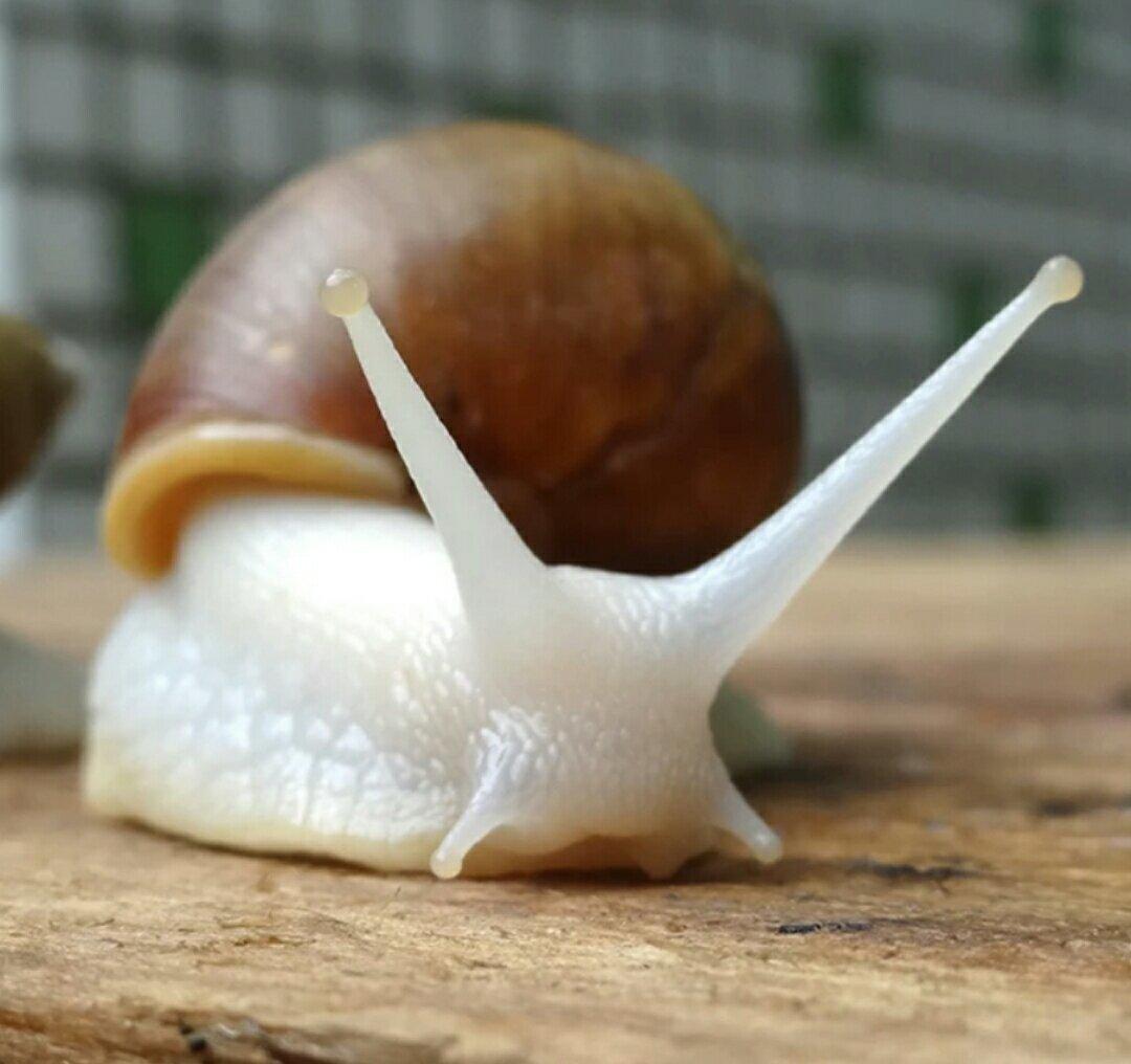 焗蜗牛