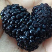 萌小黑爱上厨房