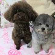 蛋卷屁灰的后娘