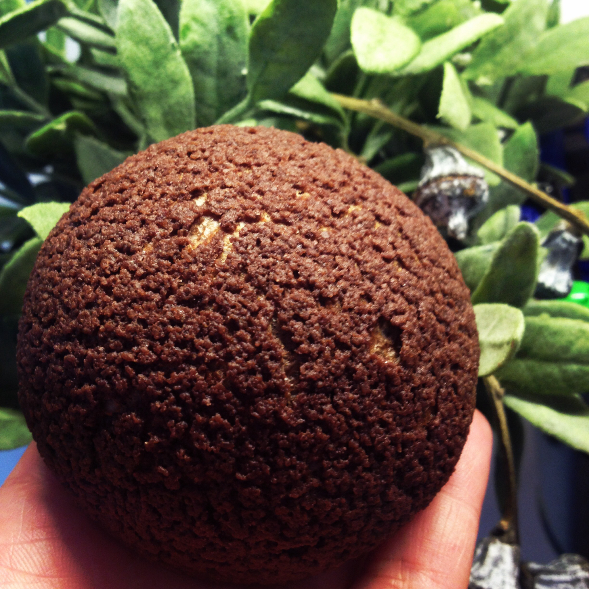 巧克力酥皮泡芙