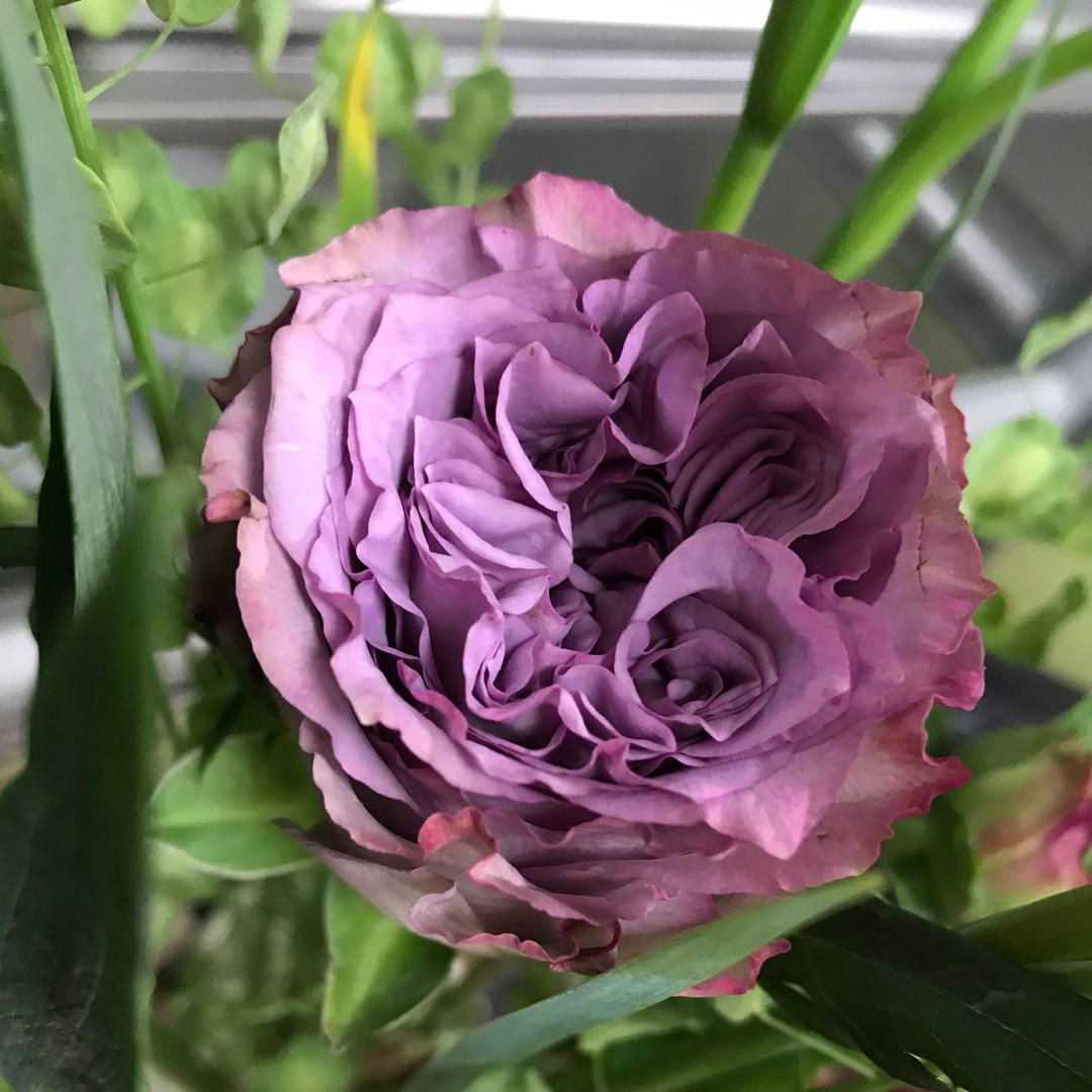雙雙_jk6o