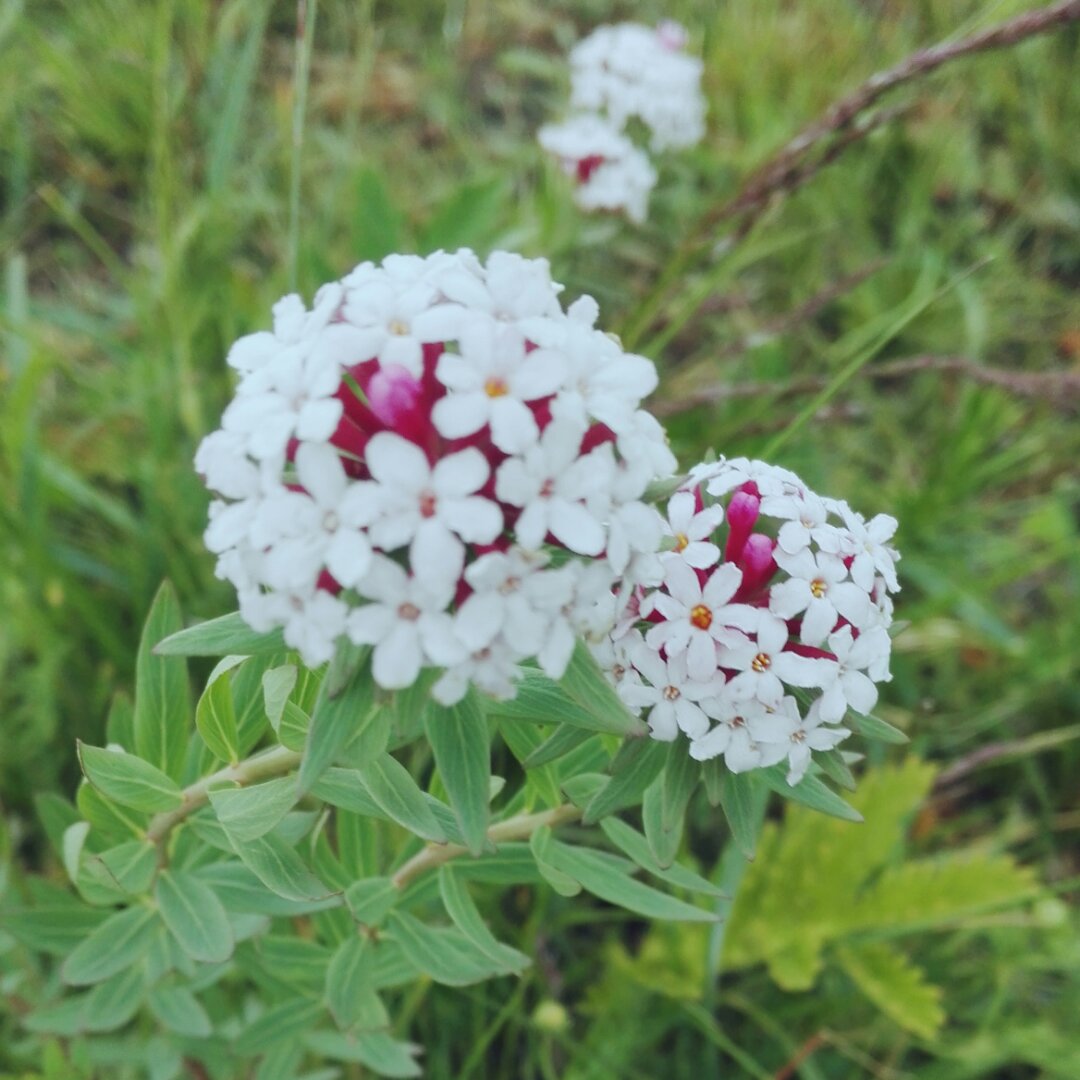 莱柯