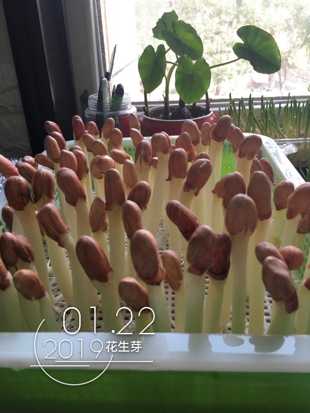 花生芽水培的做法