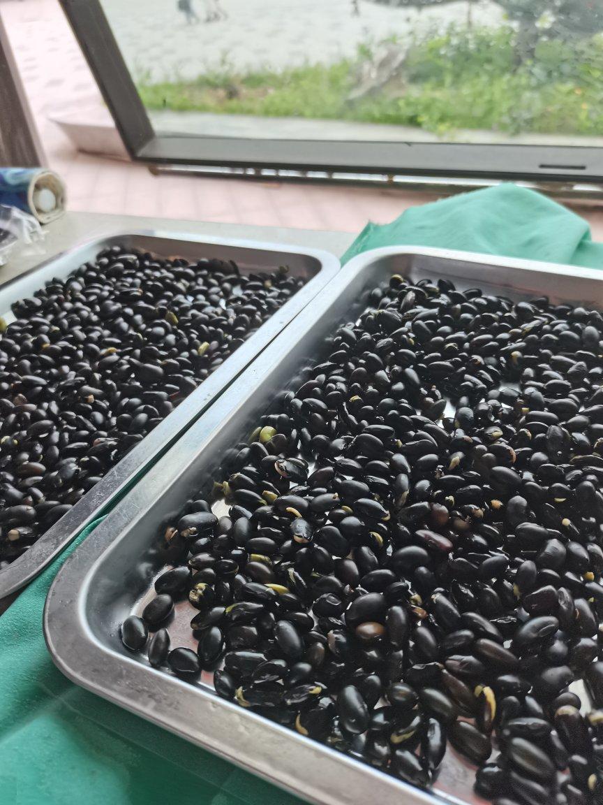 烤黑豆|柏翠K55烤箱版|健康零食