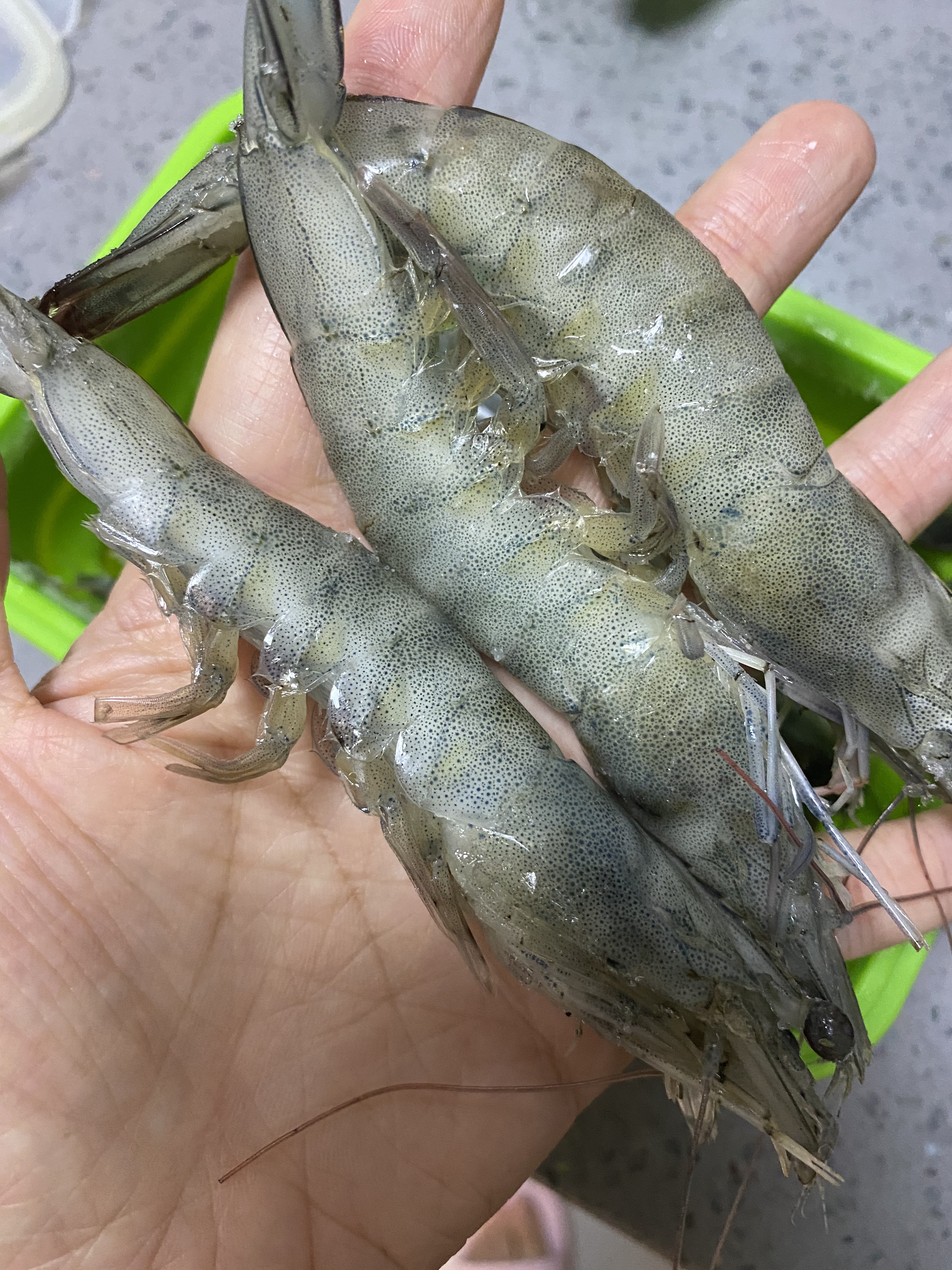 根根分明的冷冻大虾-鲜虾保存大法（适合做盐烤大虾）的做法