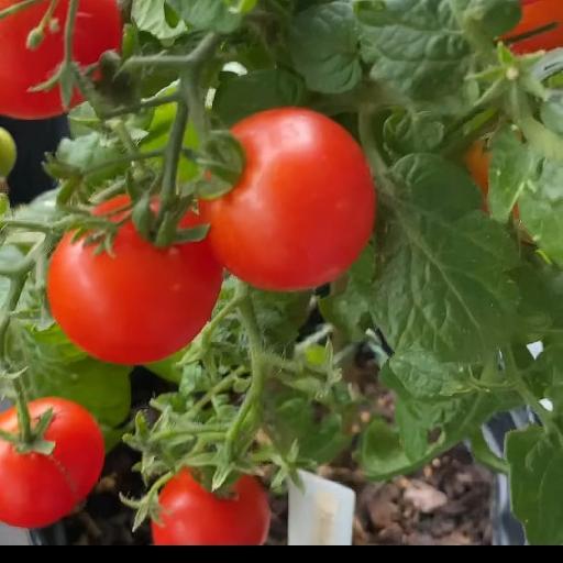 奥黛丽赫朵的厨房