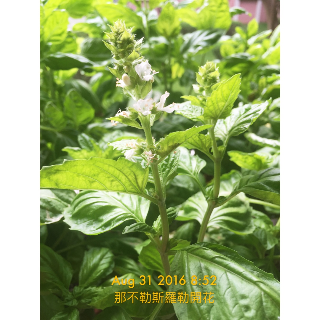 Lisa 香草種植記