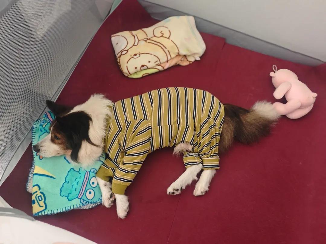 快乐的面包宝贝