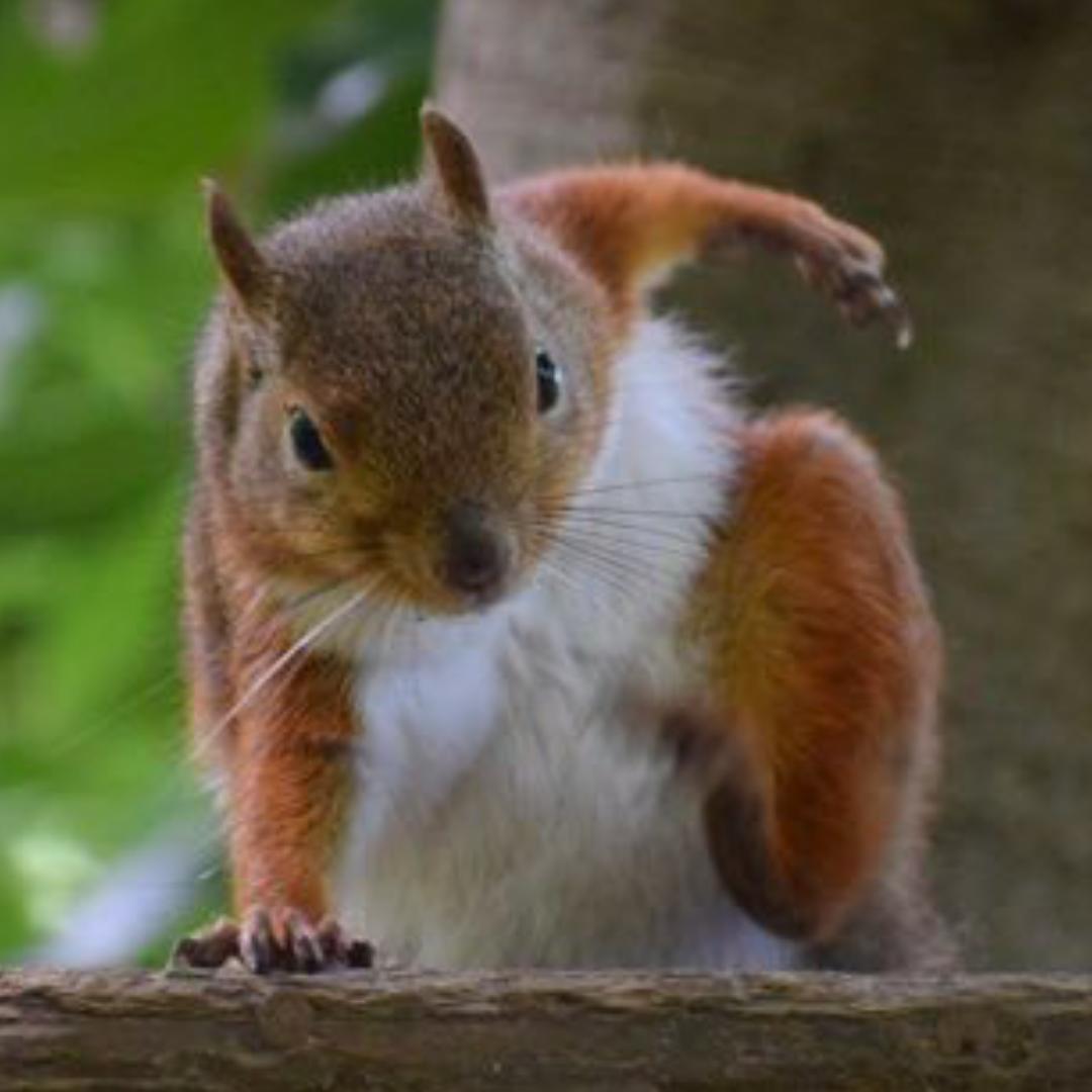 功夫Squirrel的厨房