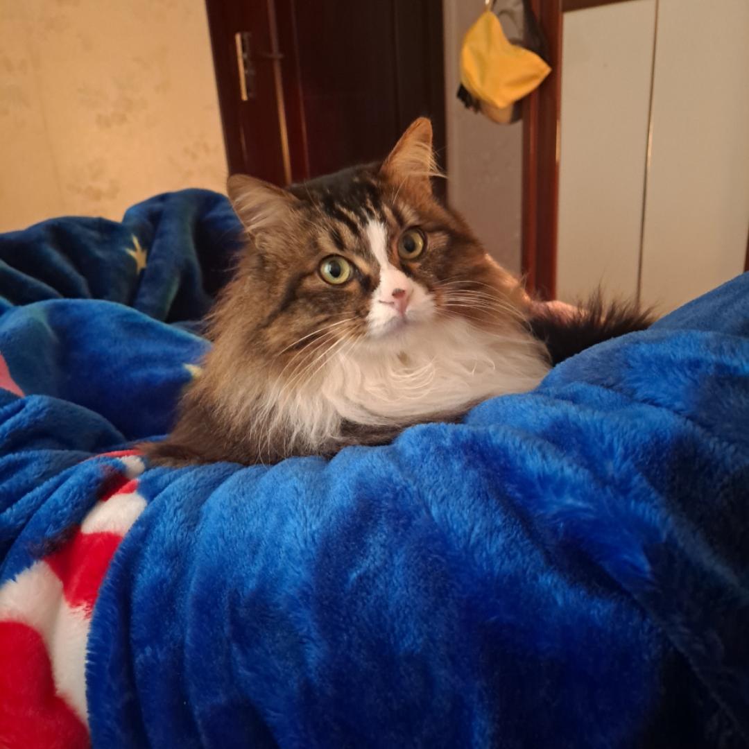 姐姐de猫