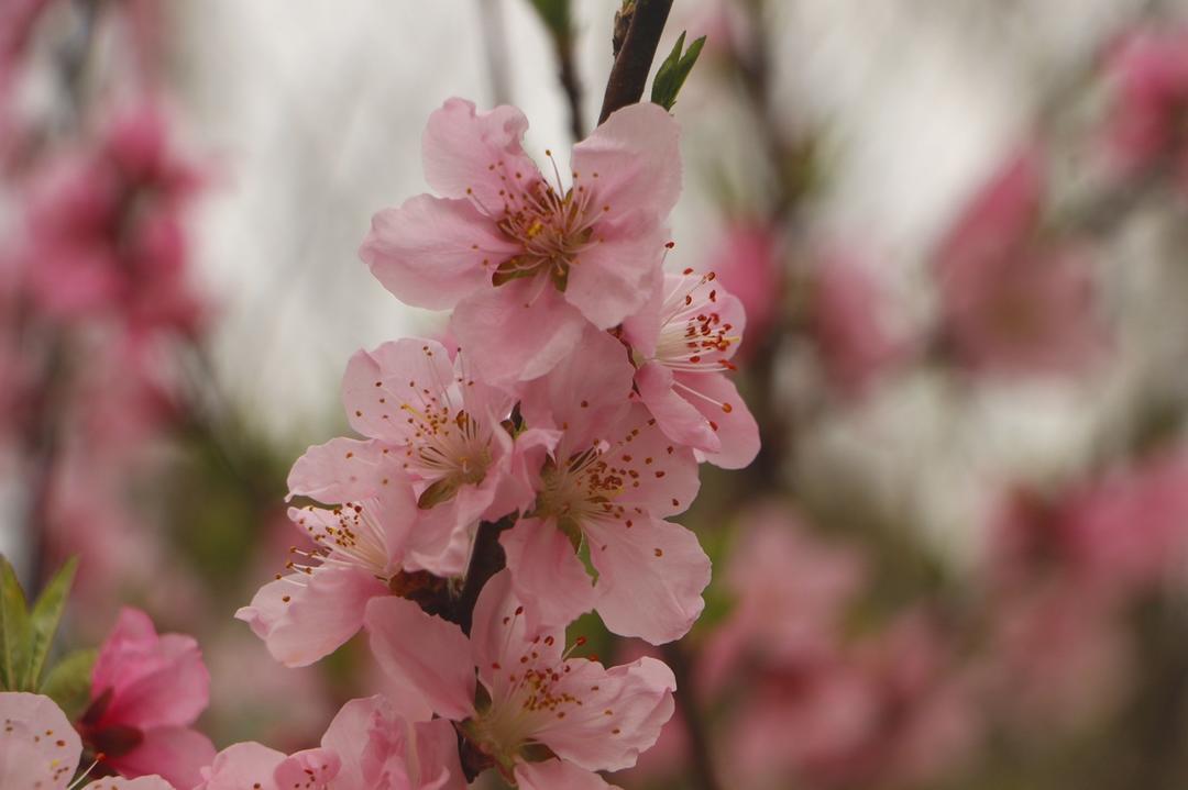 早餐•2019年4月3日