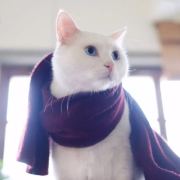 月亮是只小吃货