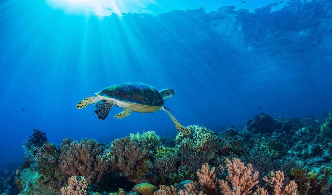 肉媛小仙女便当