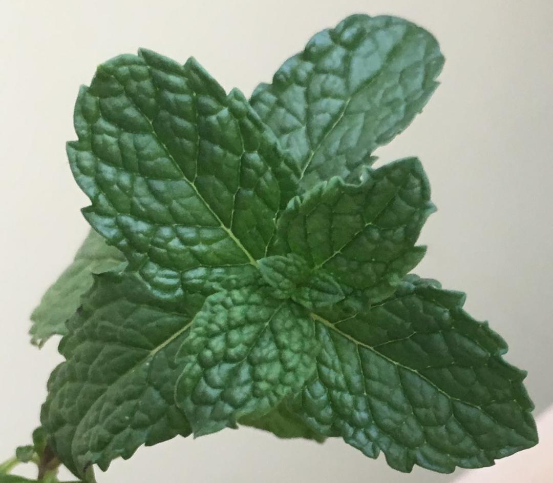 薄荷种植手册，如何把你的薄荷养到爆盆