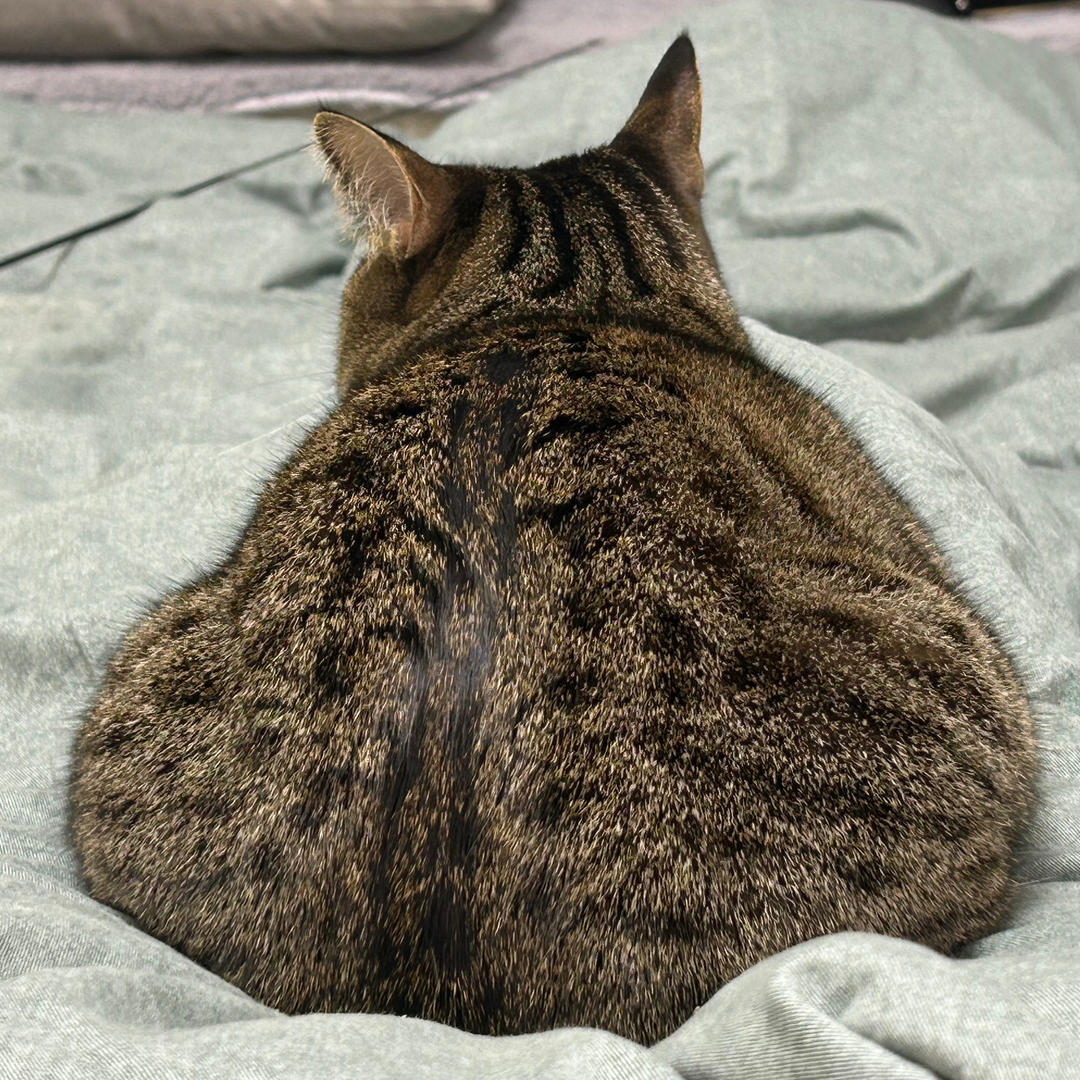 猪咪世上最可爱