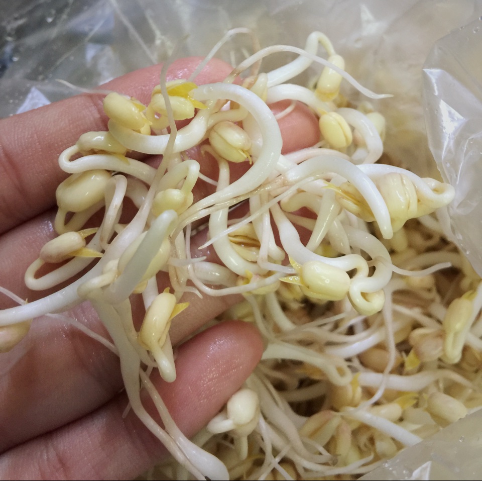 自制豆芽