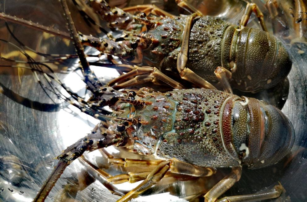 立刻安排了活蹦乱跳的印尼9499小青龙三吃,搭配法国气泡白葡,味道