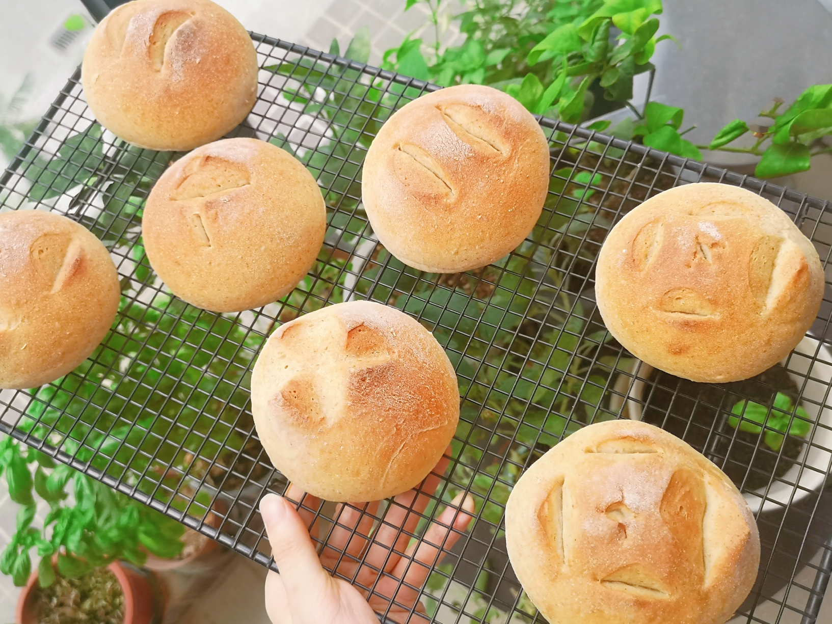 烫种全麦大米面包（一次发酵汉堡胚）的做法