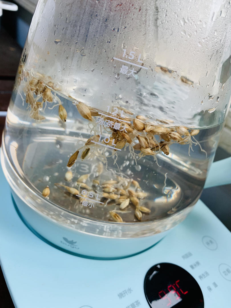 最适合春天喝的生麦芽茶