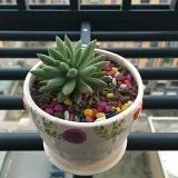 雯宝贝小天使2004